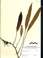 藏品(石葦)的圖片